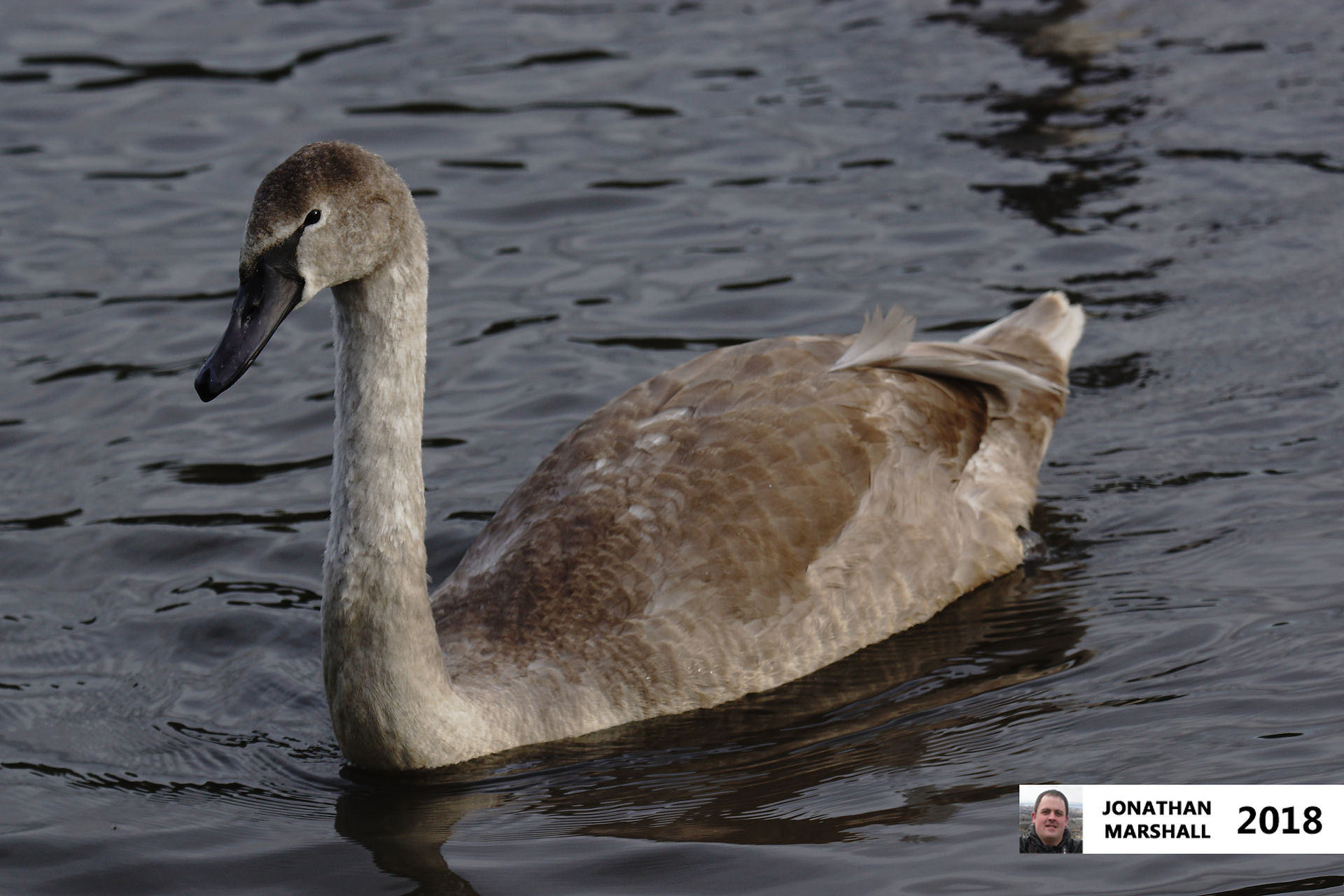 Mute Swan (Cygnet)