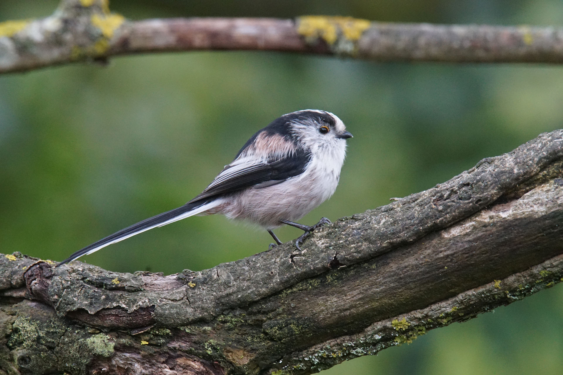 Long Tailed Tit