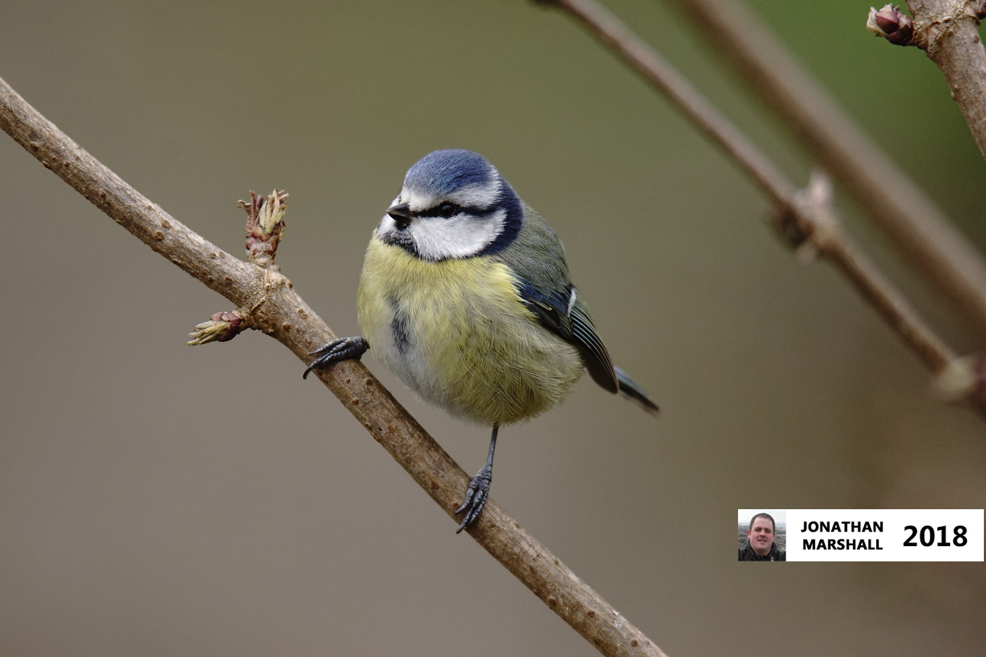 Blue Tit