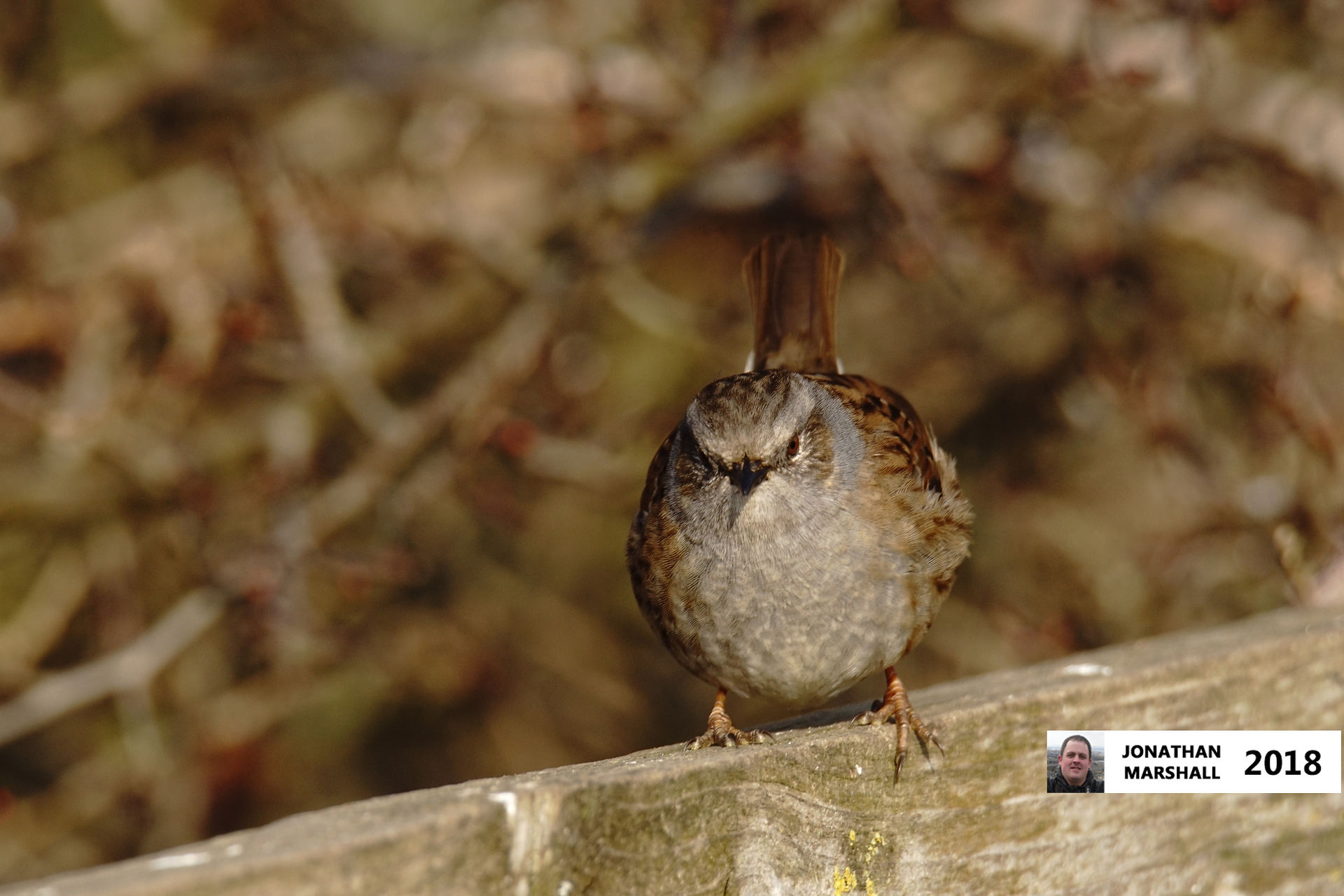 Dunnock