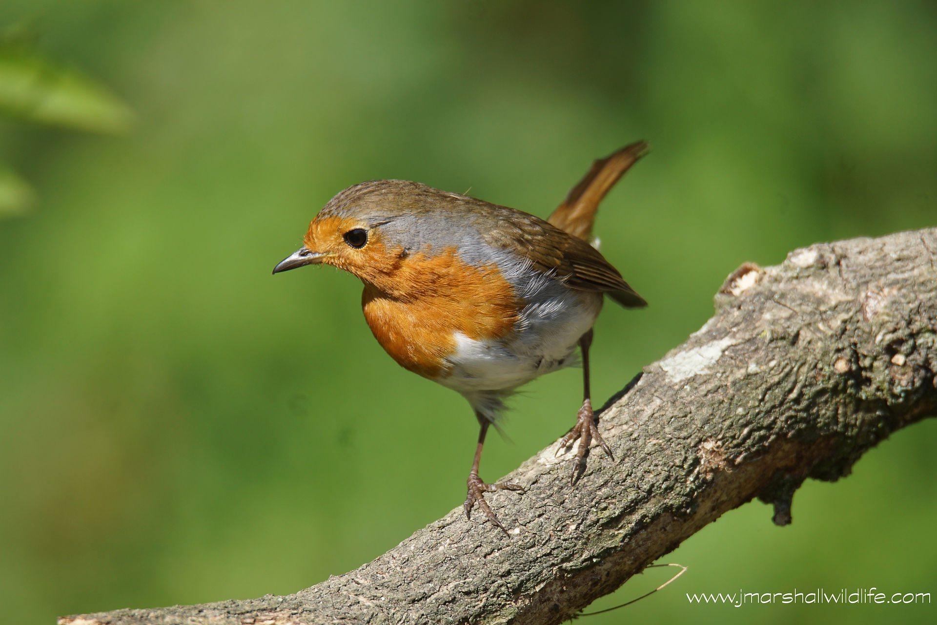 ROBIN 2