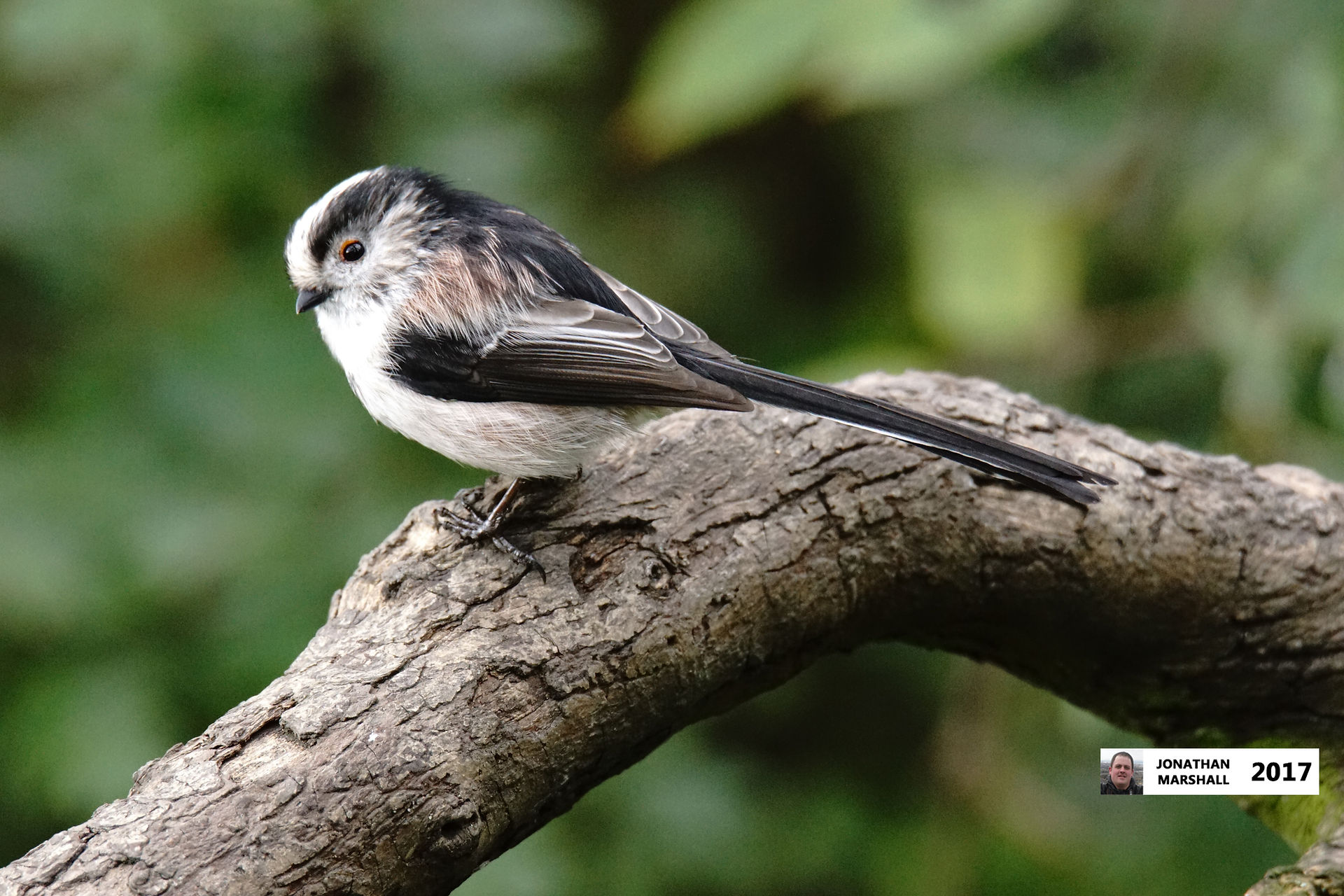 LONG TAILED TIT