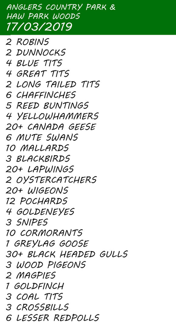 CRACKING CROSSBILLS & YELLOWHAMMERS @ HAW PARK WOODS & ANGLERS COUNTRY PARK