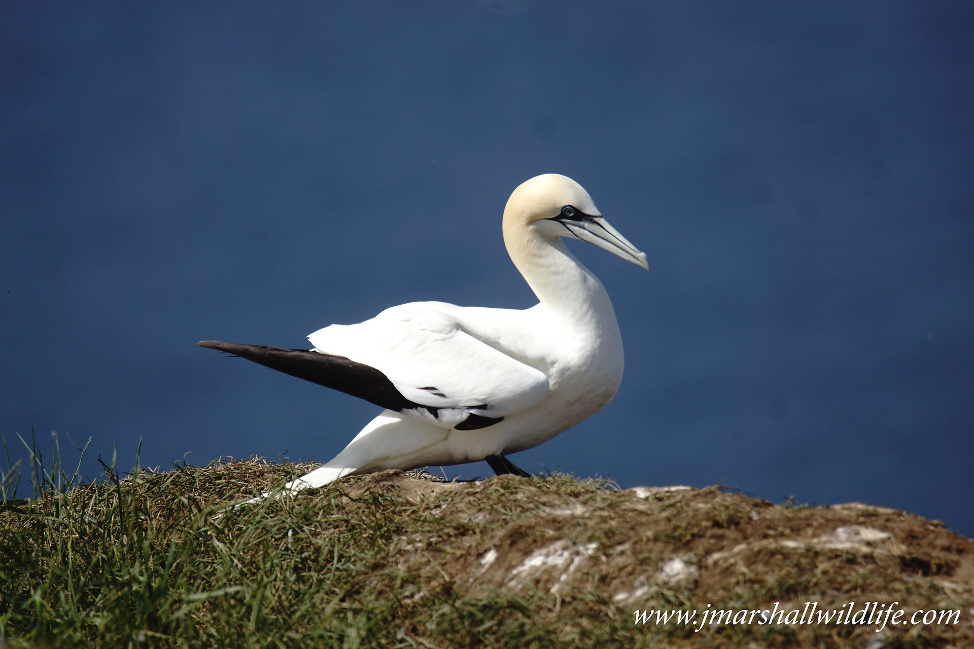 Gannet