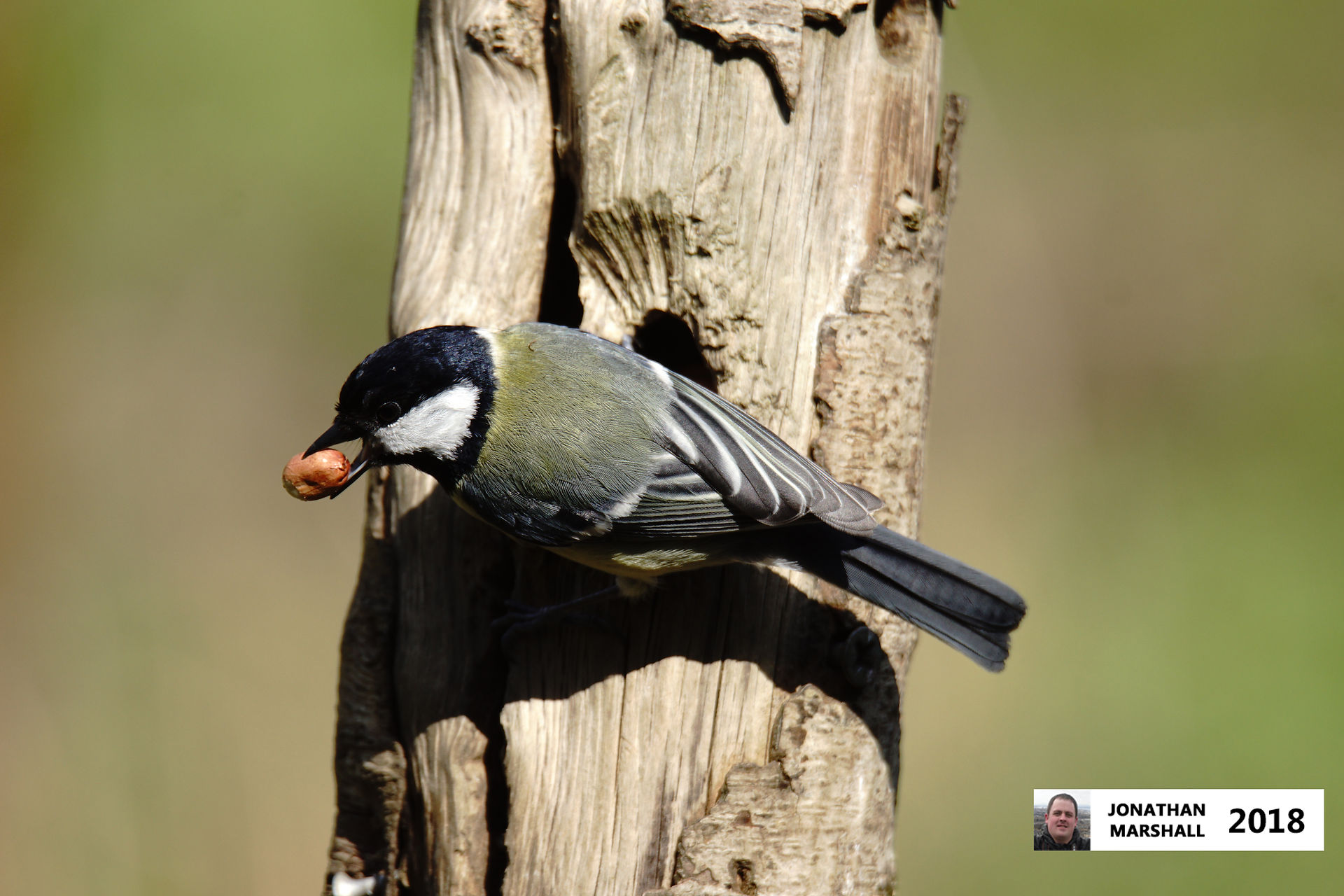 Great Tit