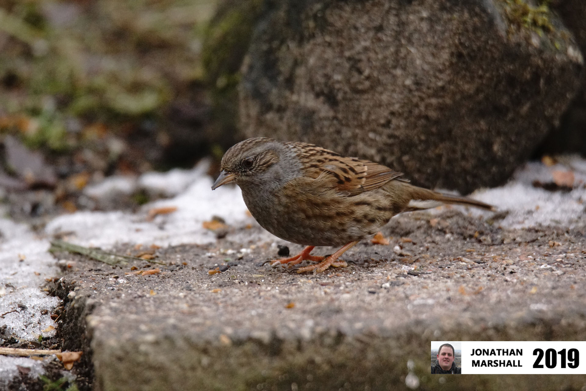 Dunnock