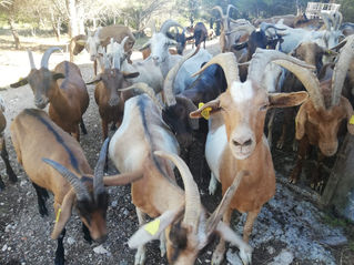 4 עקרונות לבניית כלכלה מעגלית קהילתית והאם יש לנו מה ללמוד על זה מקהילות בעלות אופי מסורתי?