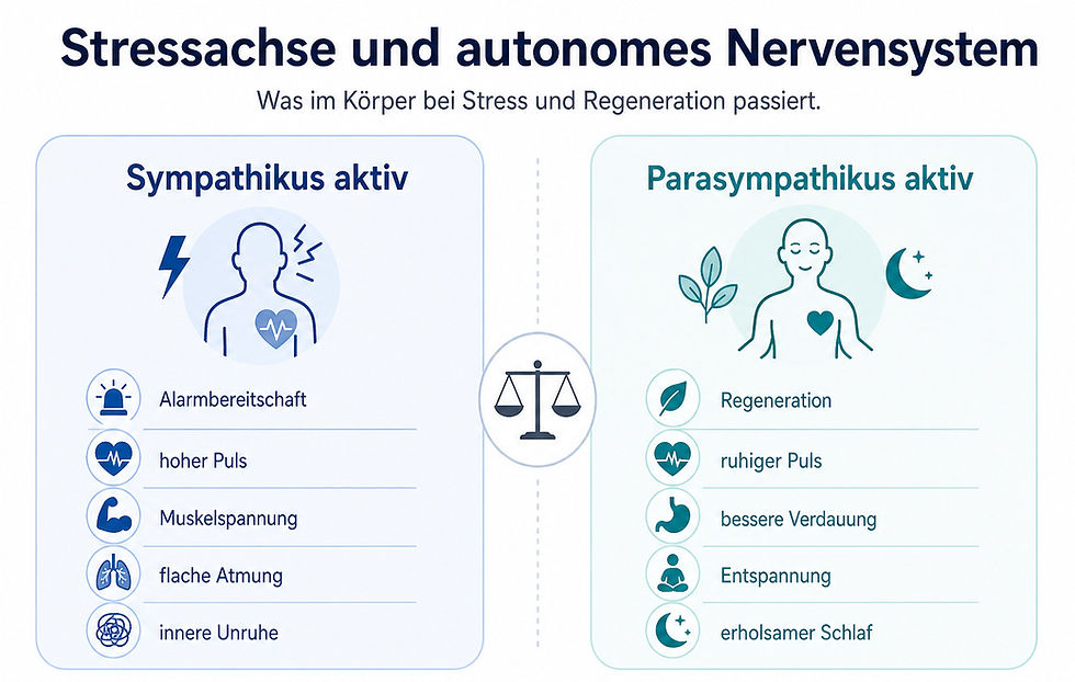 Vergleich von Sympathikus und Parasympathikus bei Stress und Regeneration