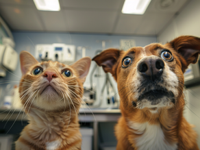 Toxicidade de Minoxidil em Cães e Gatos: Um Estudo de Caso Crucial
