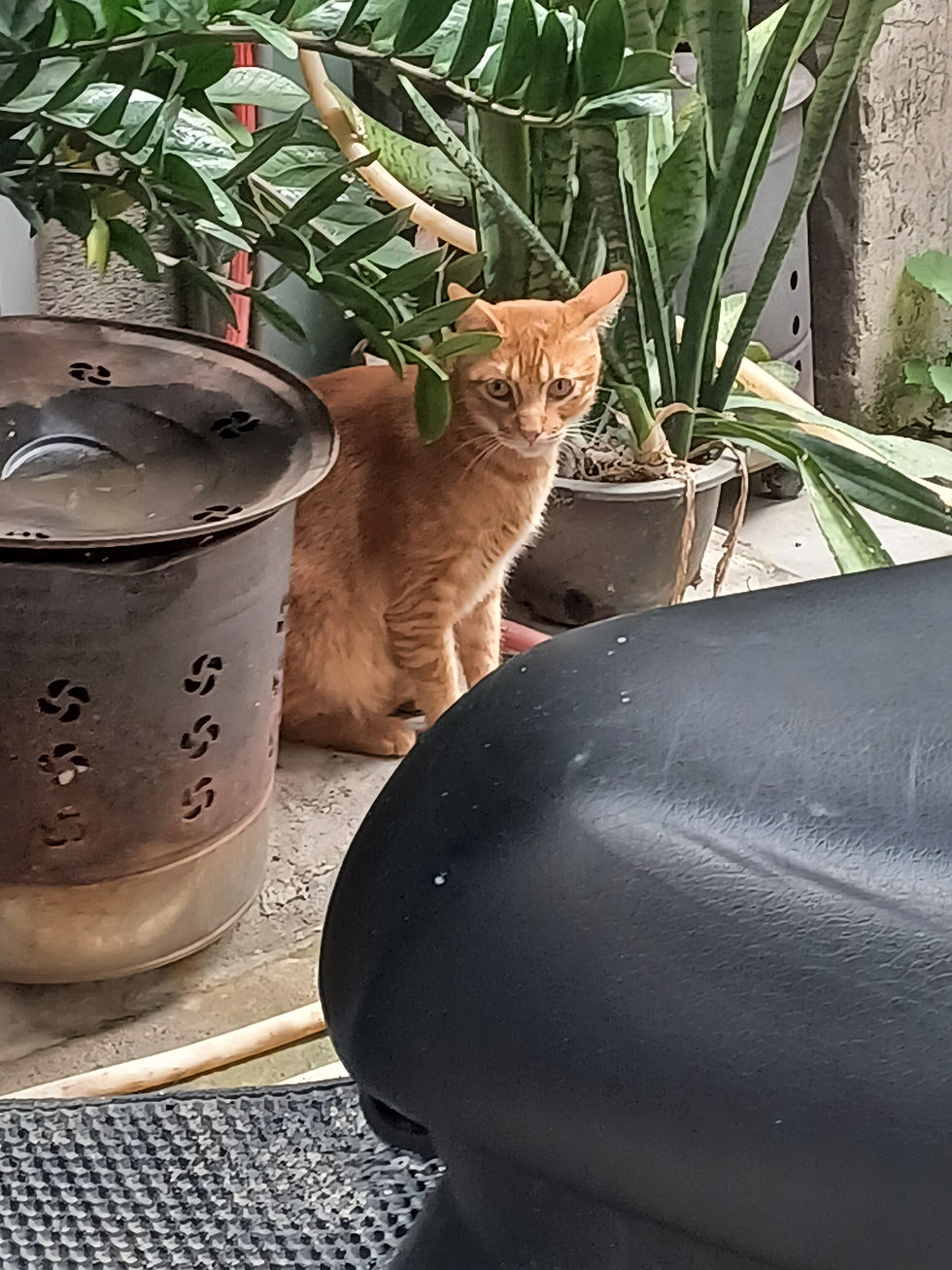 胖橘