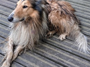 Update: Duke, Kaatsheuvel.