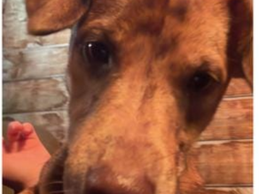 Update: Vlekkie, Etten-Leur.