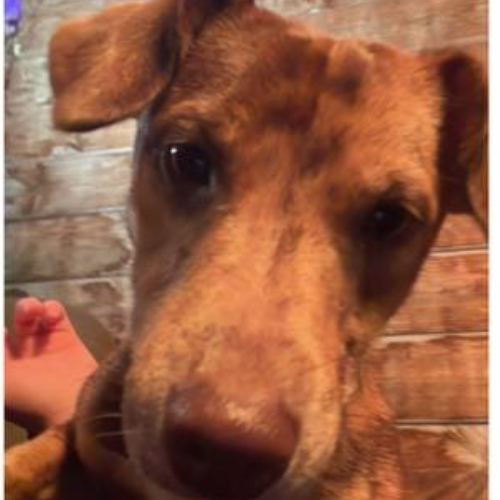 Update: Vlekkie, Etten-Leur.