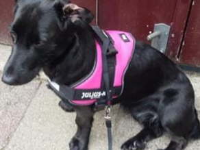 Update: Pippa, Breda.