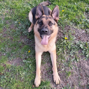 Update: Dex, Raamsdonksveer.