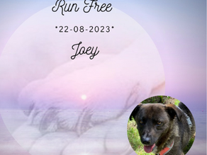 Joey *Run Free*