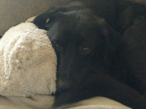 Update: Sammy, Breda.