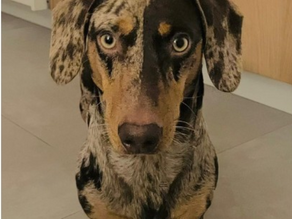 Update: Klaas, Raamsdonksveer.