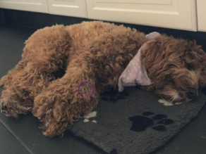 Update: Millie, Chaam/Alphen.