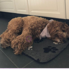 Update: Millie, Chaam/Alphen.