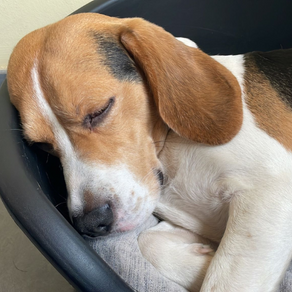 Update: Jay-Jay, Baarle-Nassau.