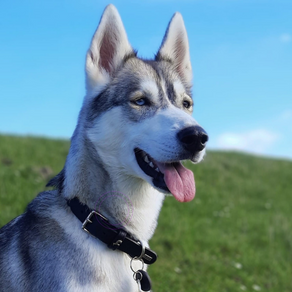 Update: Blue, Raamsdonkveer. 