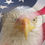 Thumbnail: Bald Eagle USA  Athletic Sock