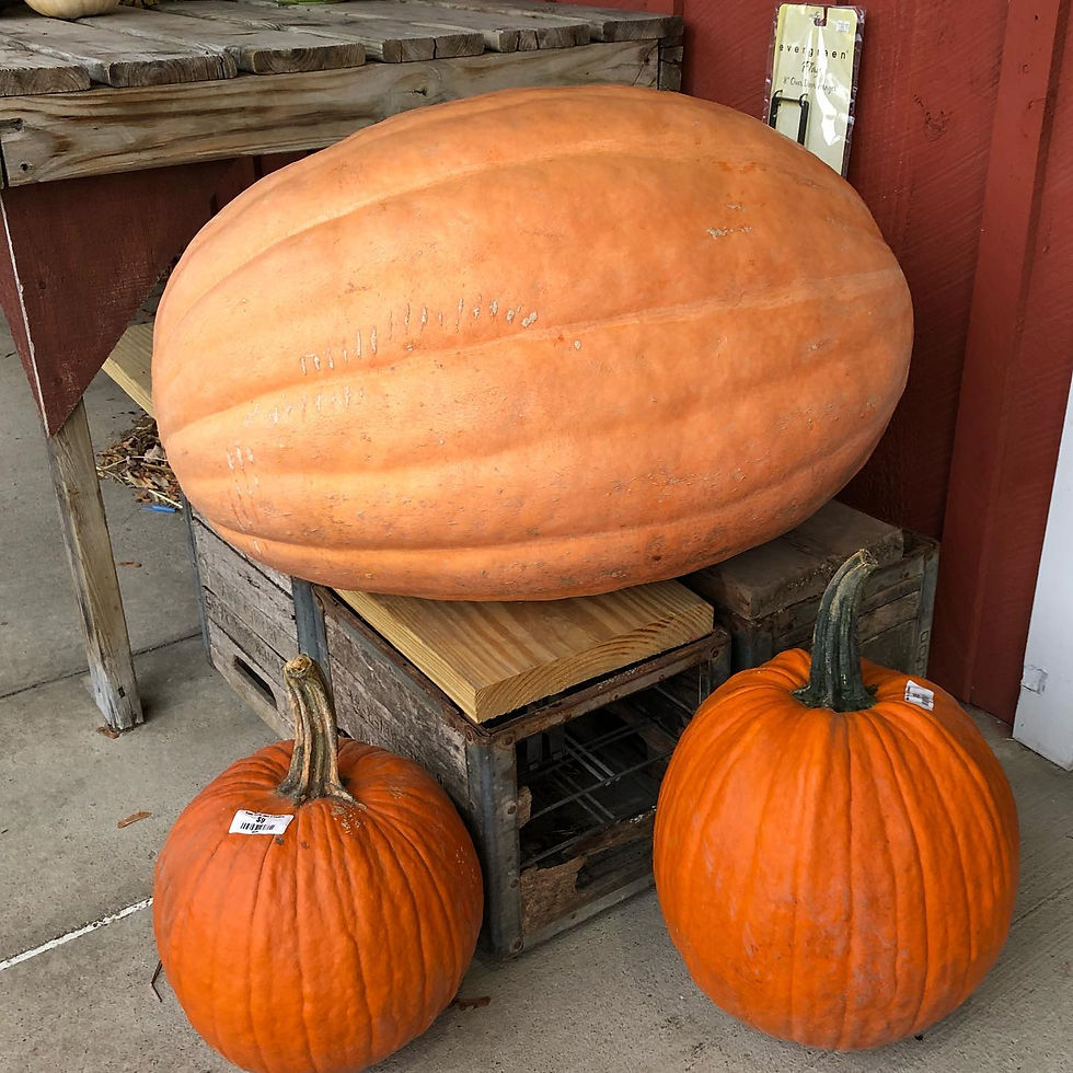 Gade Farm Fall Bingo