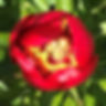 Thumbnail: SCARLET TANAGER