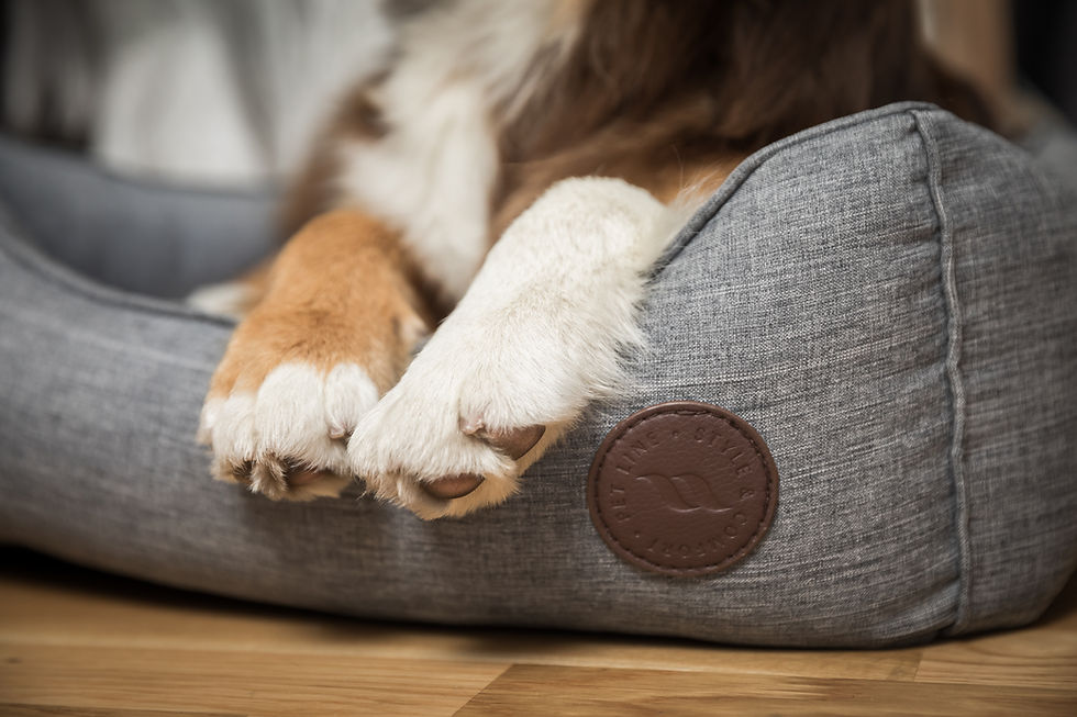 Thumbnail: Rocky Dog Bed