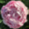 Thumbnail: SARAH BERNHARDT