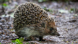 FCS update - 25 June 2025