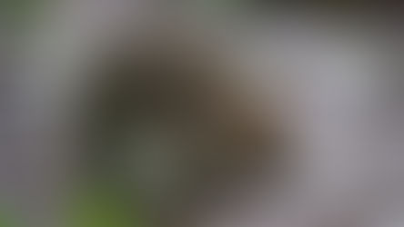 FCS update - 25 June 2025