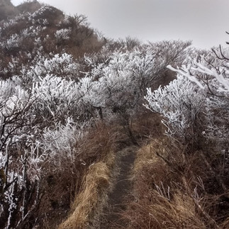 Thick frost on bare bushes of the hiking trail