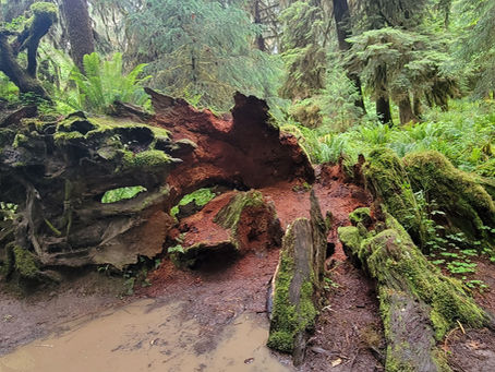 Come Home to Yourself: Not to Answers, But to Your Roots