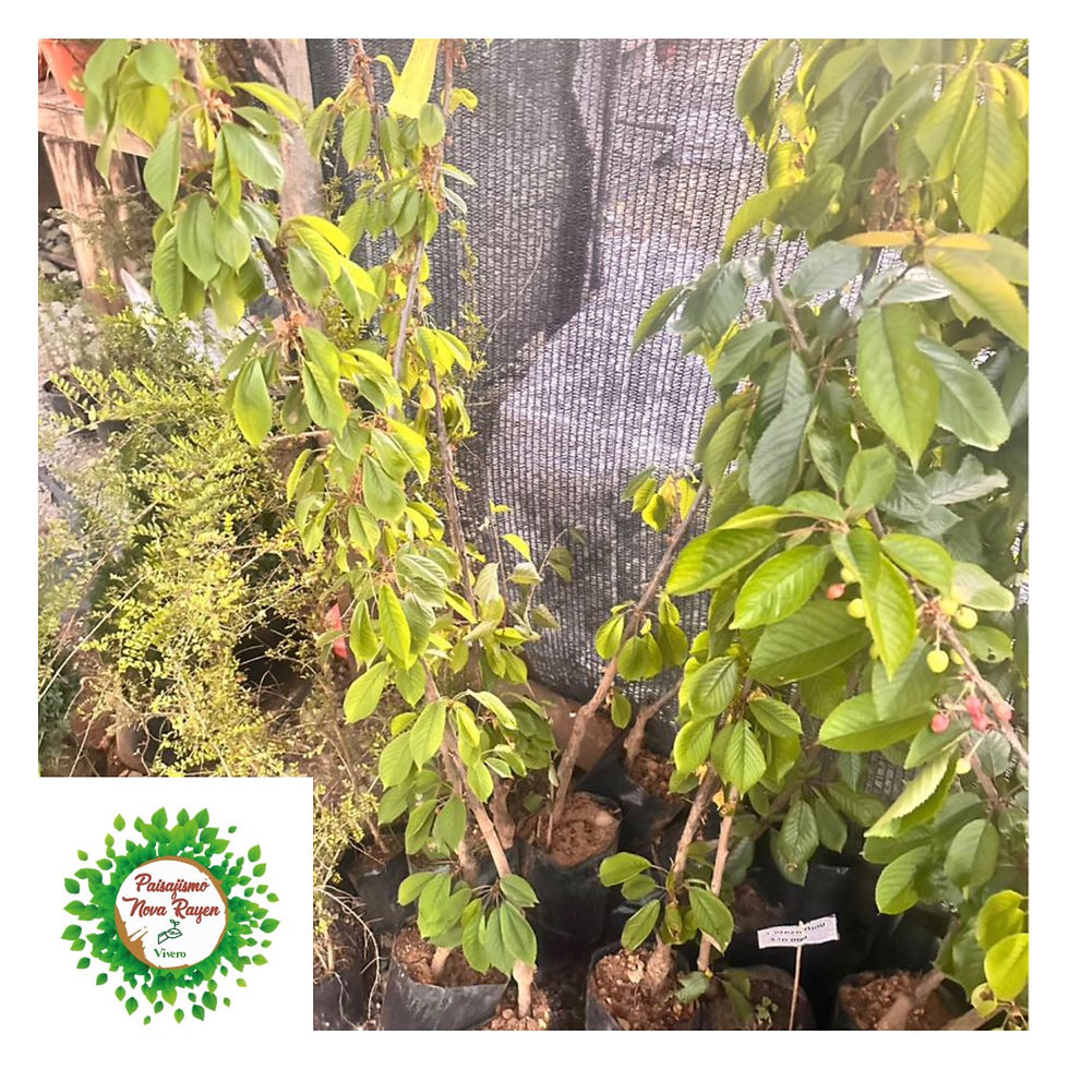 Miniatura: Árboles frutales