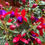 Miniatura: Fucsia 