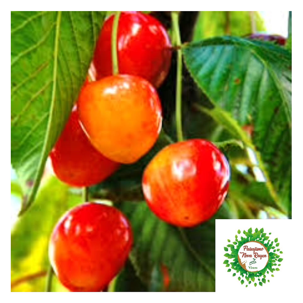 Miniatura: Árboles frutales
