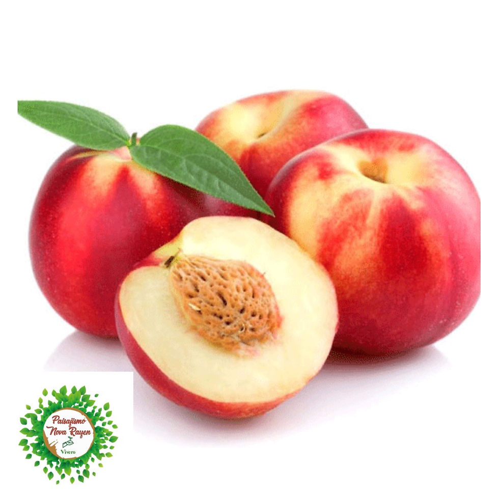 Miniatura: Árboles frutales