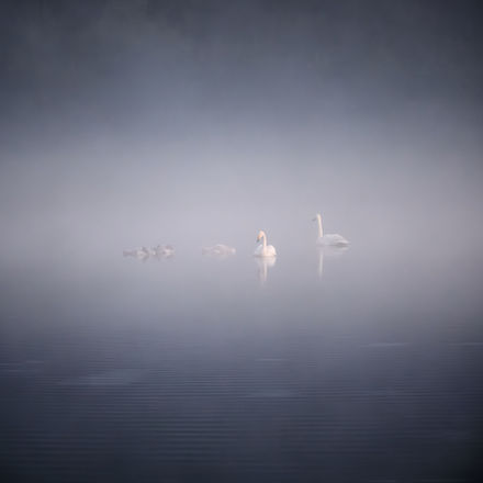 A family of swans on a misty lake
