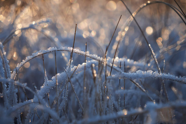 Frost covered grasses backlit by the pale late autumn sun