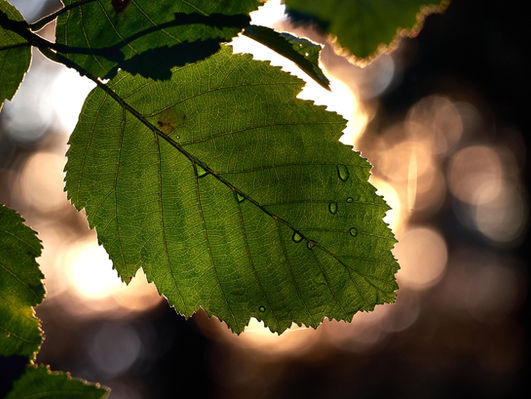 Close up of a birch leaf with sun balls in the background