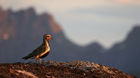 Golden plover sitting on a rock in the midnight sun with mountains in the background