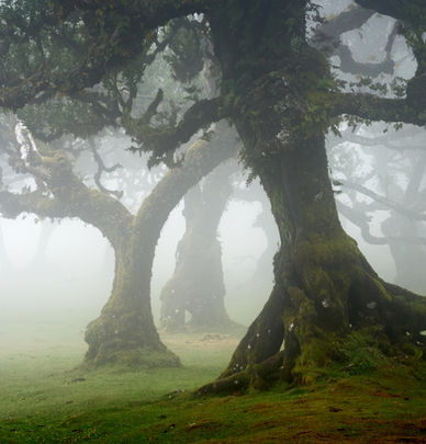 Gnarly trees in fog in the Fanal forest on Madeira