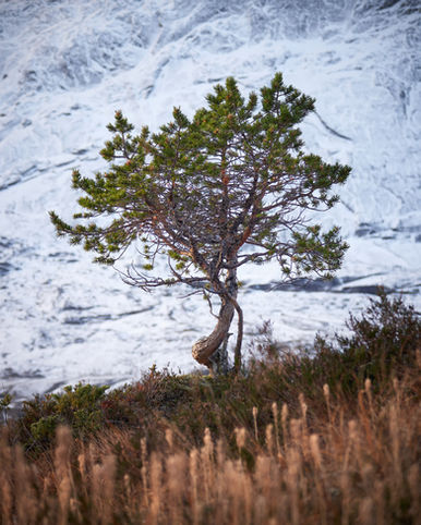 Pine tree with snowy granite slabs in the background