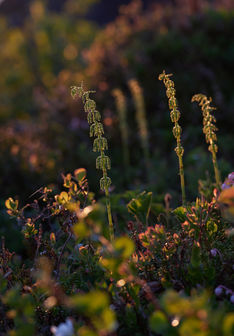 Small vegetation backlit by the midnight sun