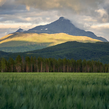 Field of crops and mountains in the background in northern Norway 