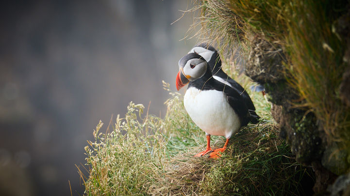 Puffins on a grassy cliff ledge