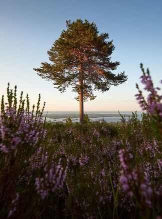 Large pine tree with blooming heather in the foreground