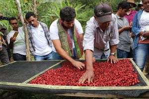 Timor (Fair Trade/Organic) Medium Roast